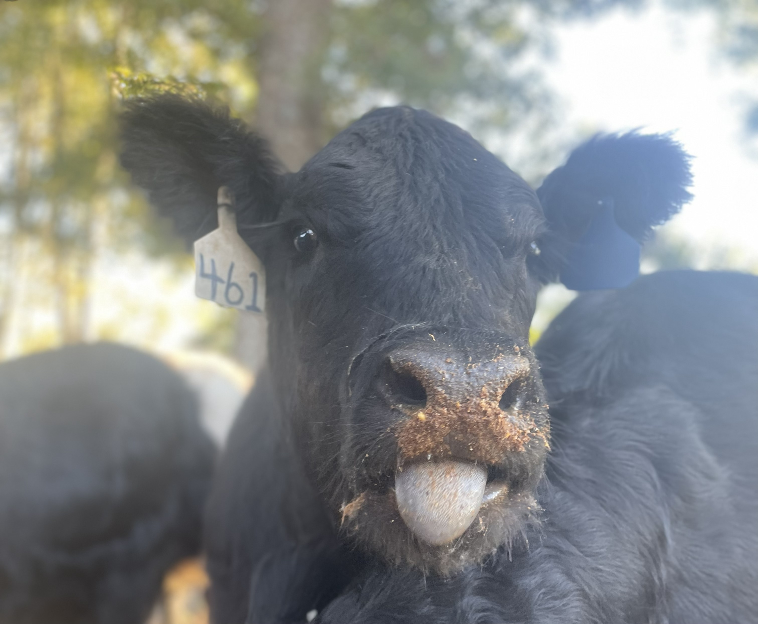Belted Galloway cattle
