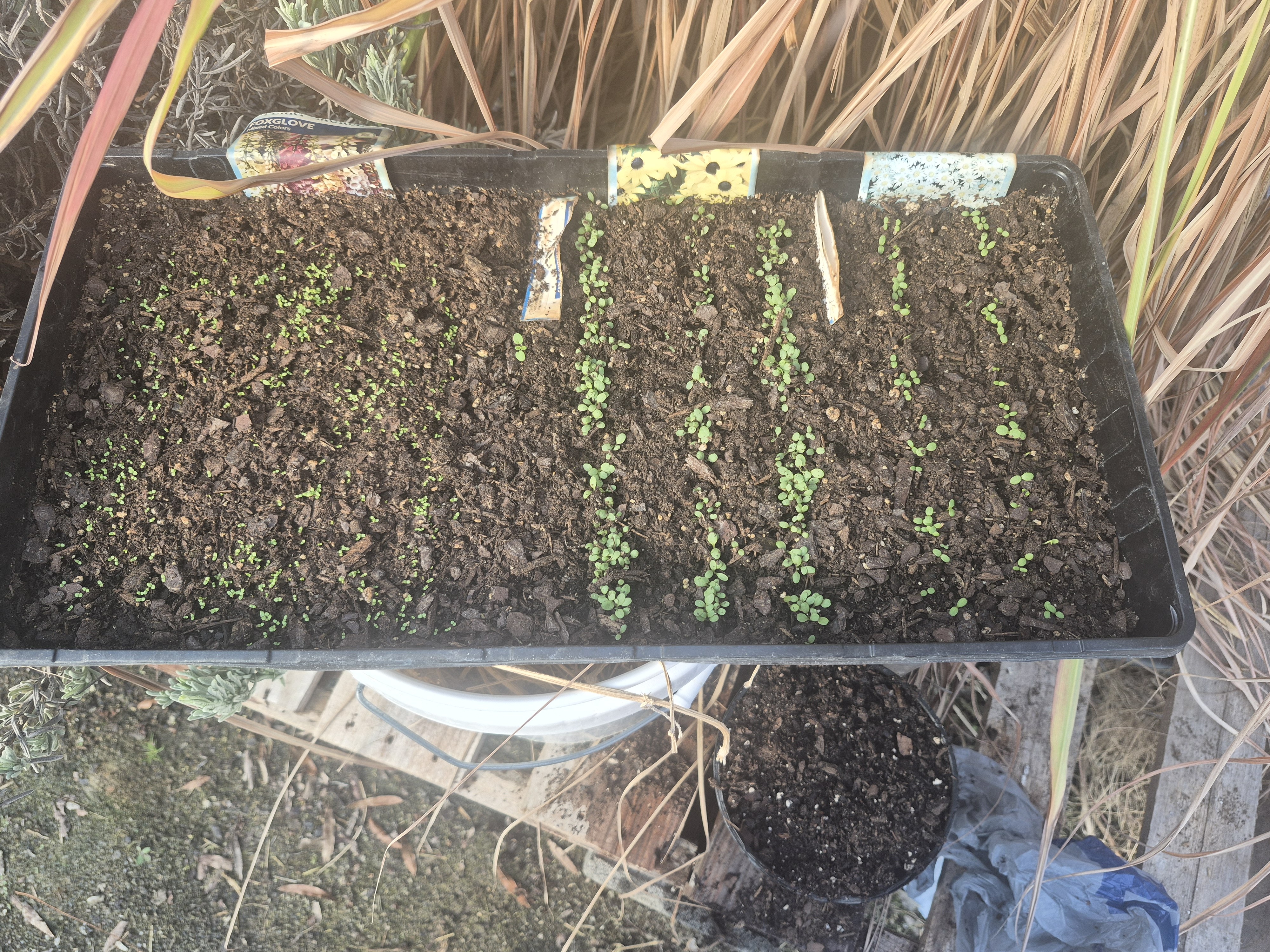 Healthy young plants