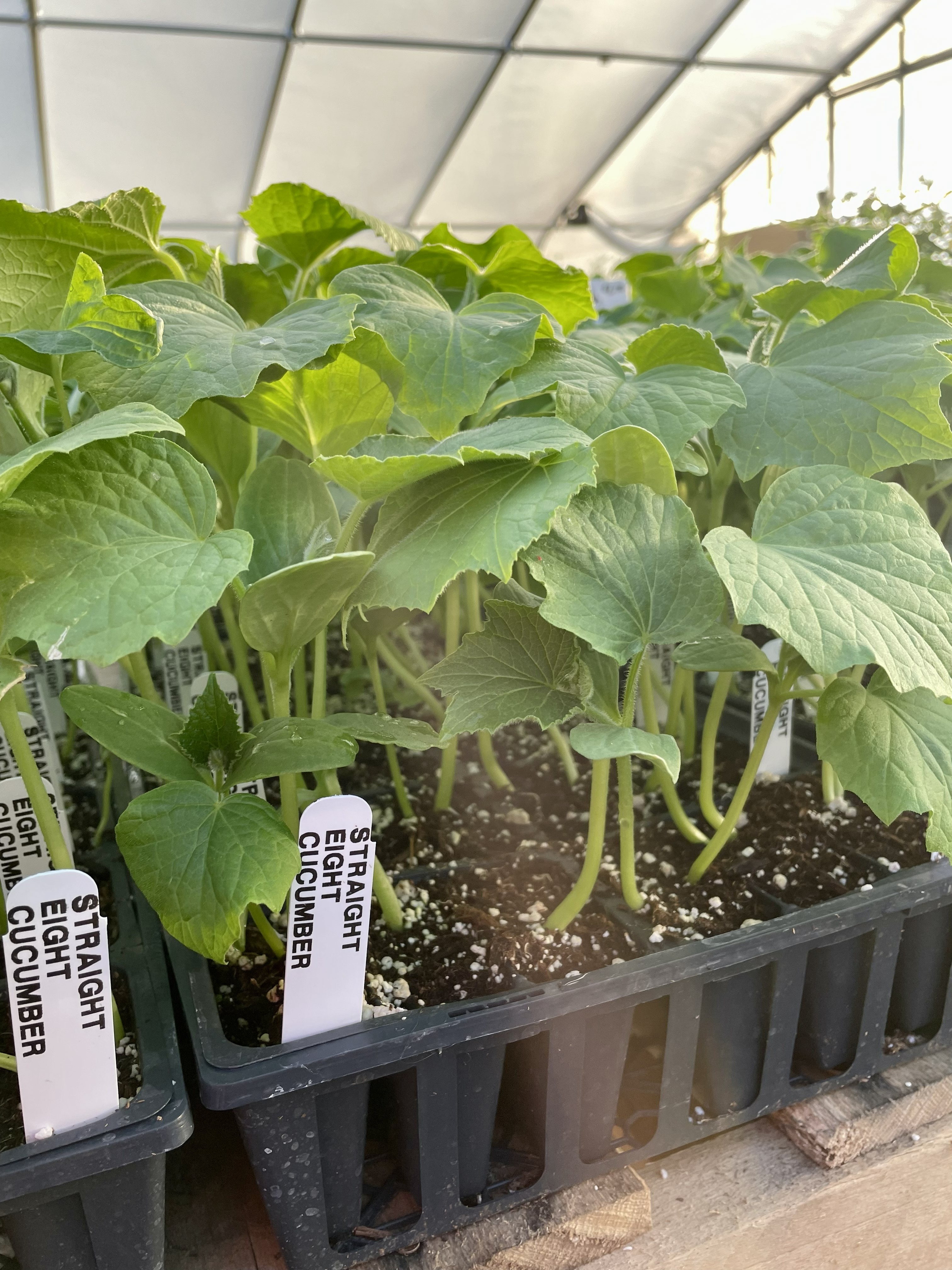 Seed trays with seedlings