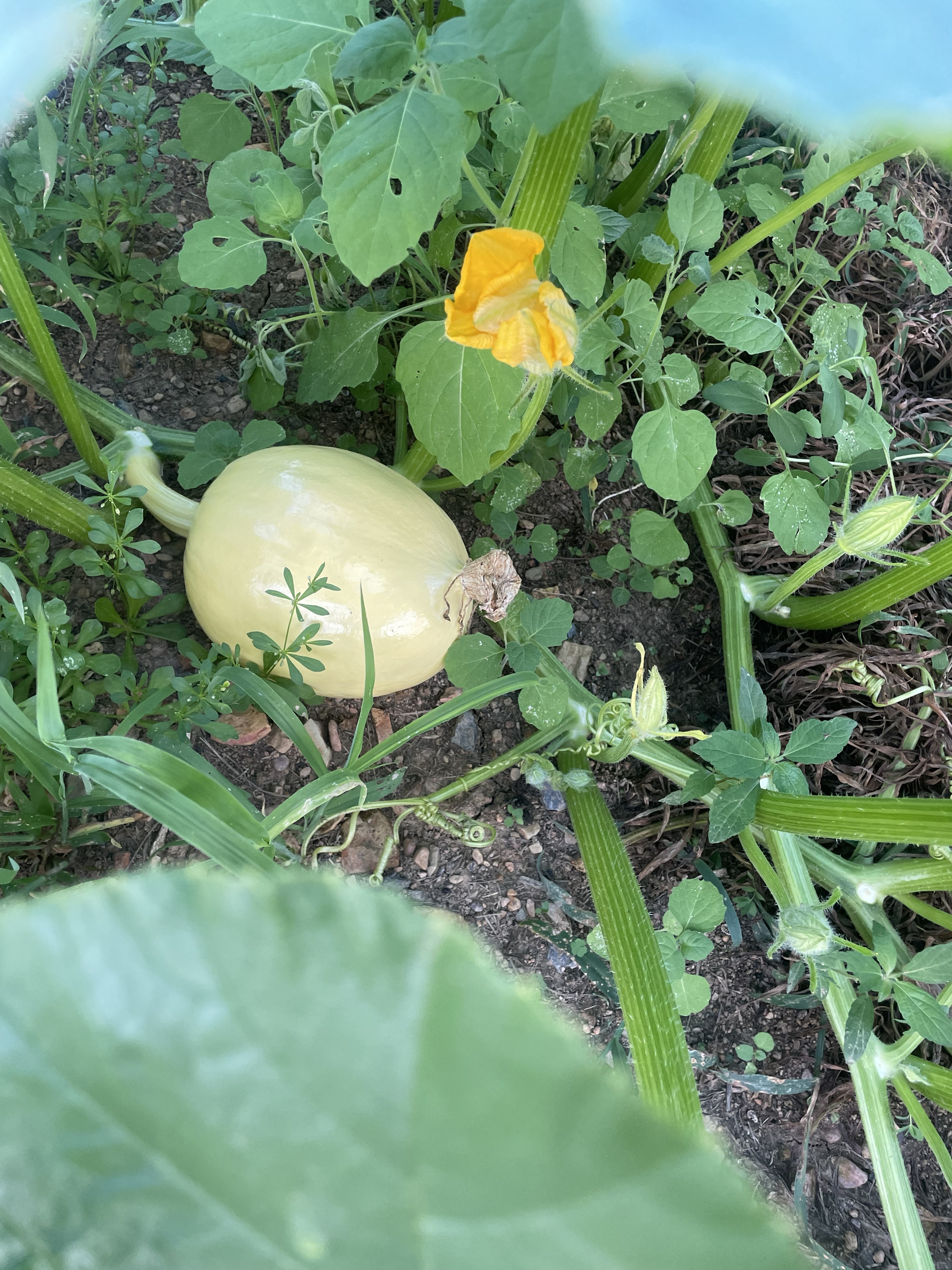 Giant Pumpkin
