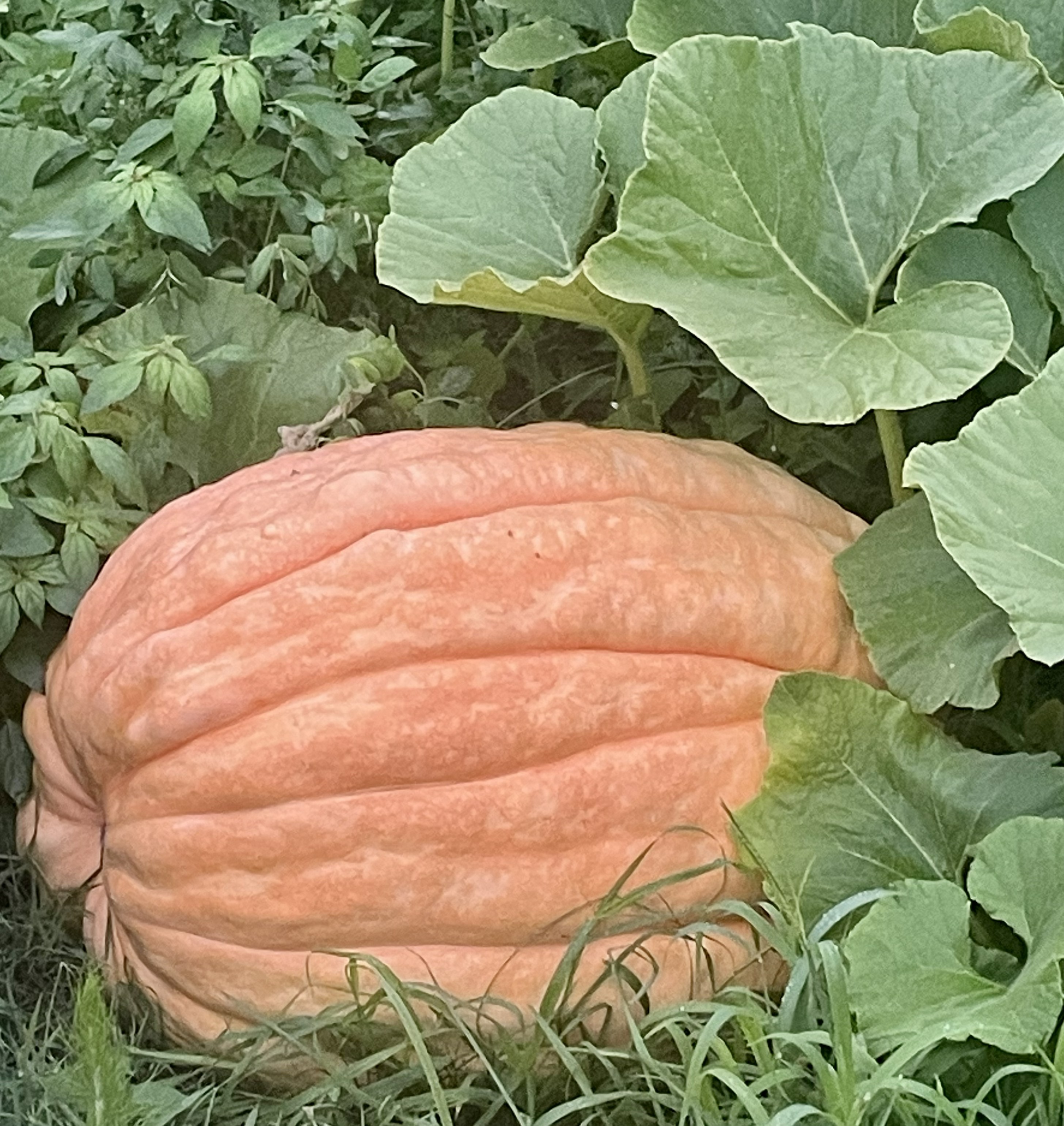 Giant Pumpkin Growing