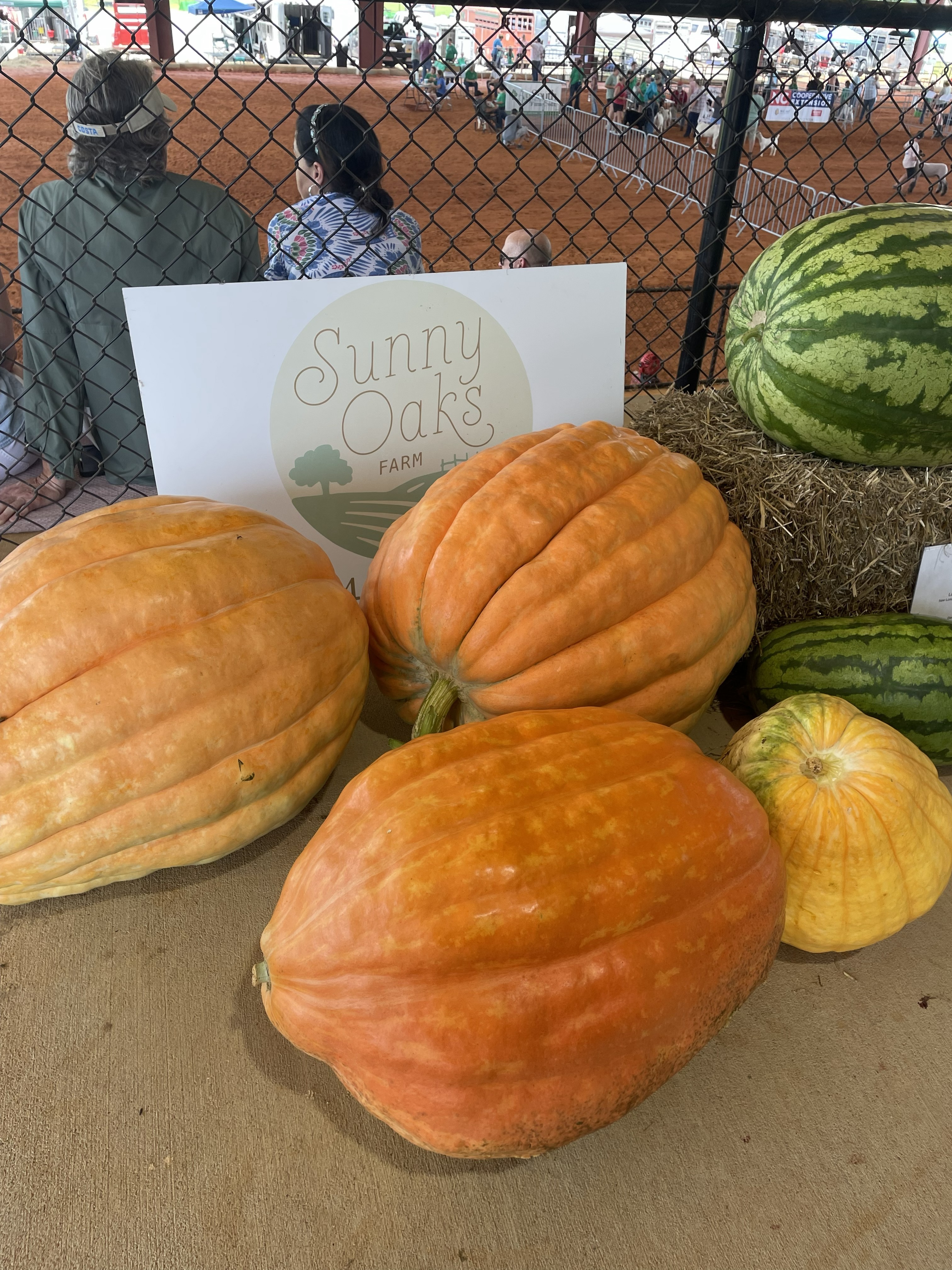 Watering Giant Pumpkin
